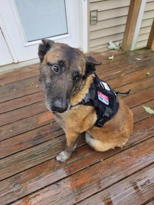 BarKtact Tactical Dog Vest Harness Large Black/Black